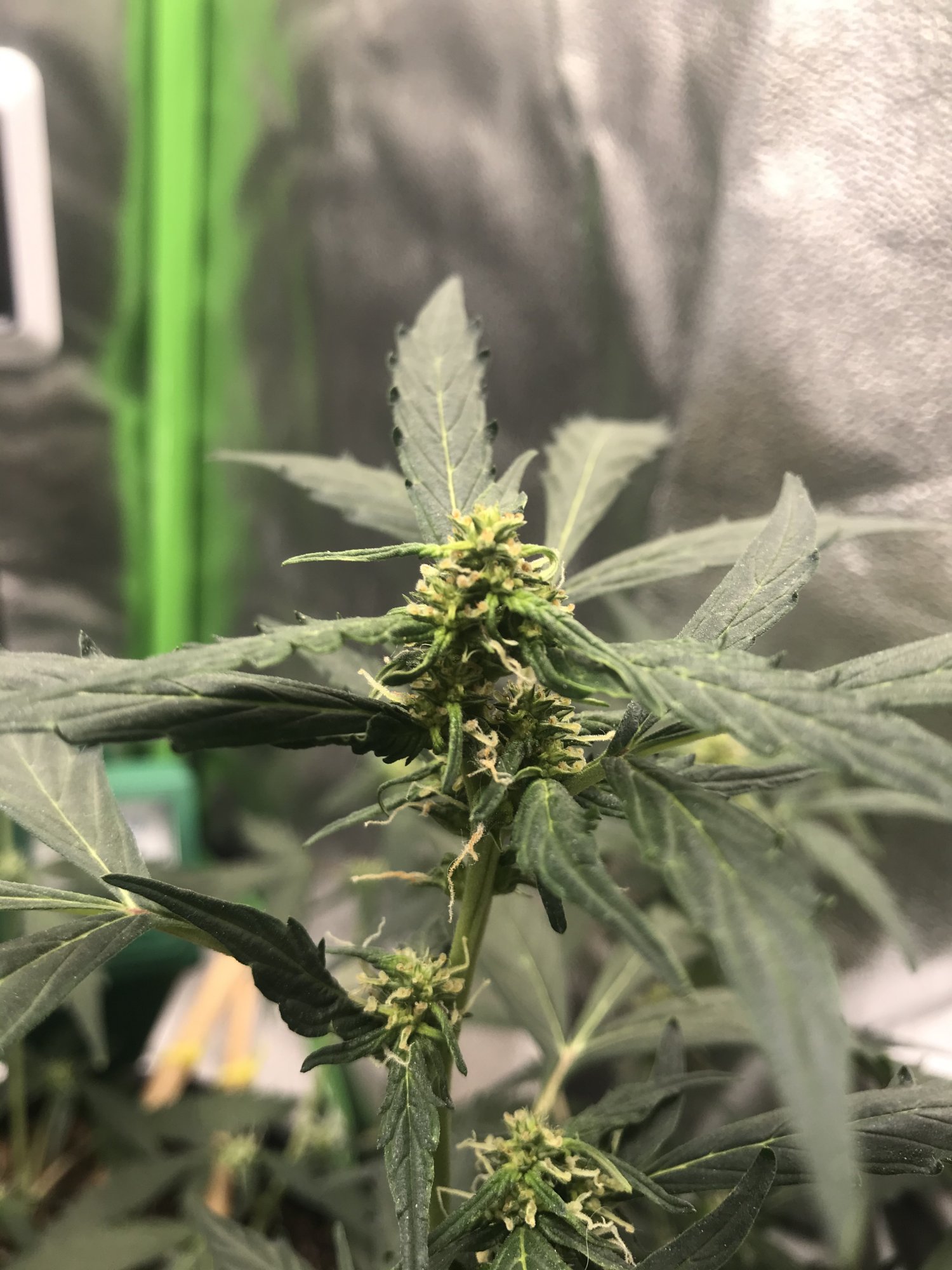 Auto flower seems to have stopped flowering 2