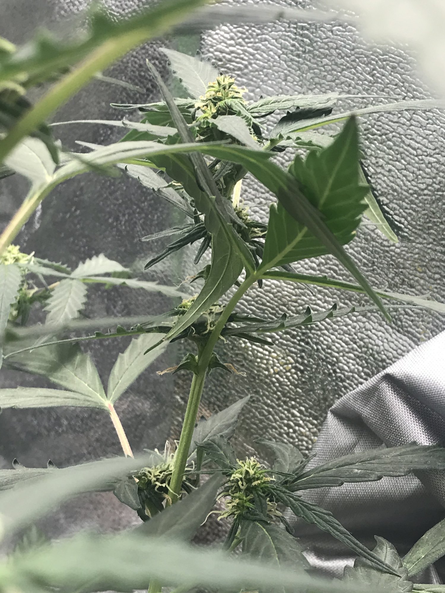 Auto flower seems to have stopped flowering 3