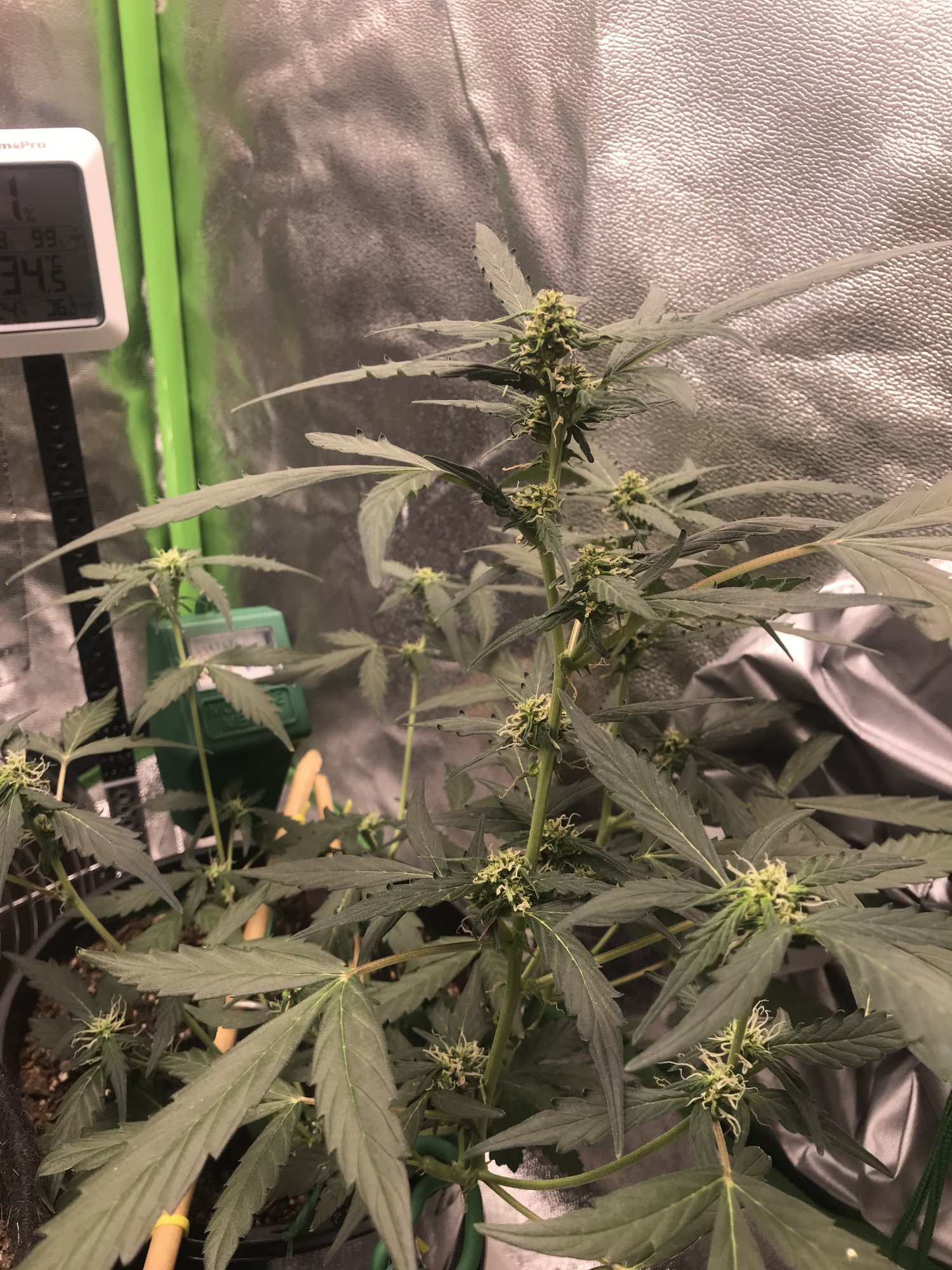 Auto flower seems to have stopped flowering