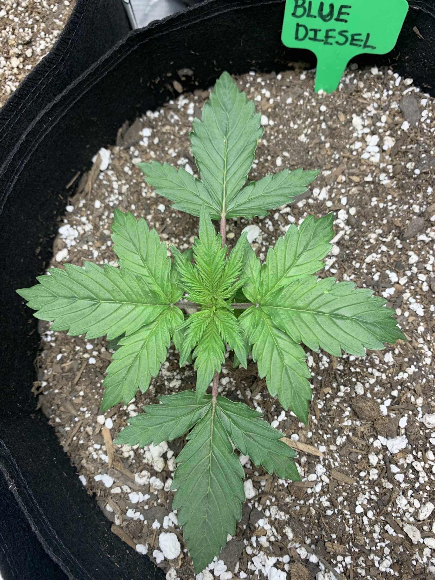 Auto flowers at 2 weeks old