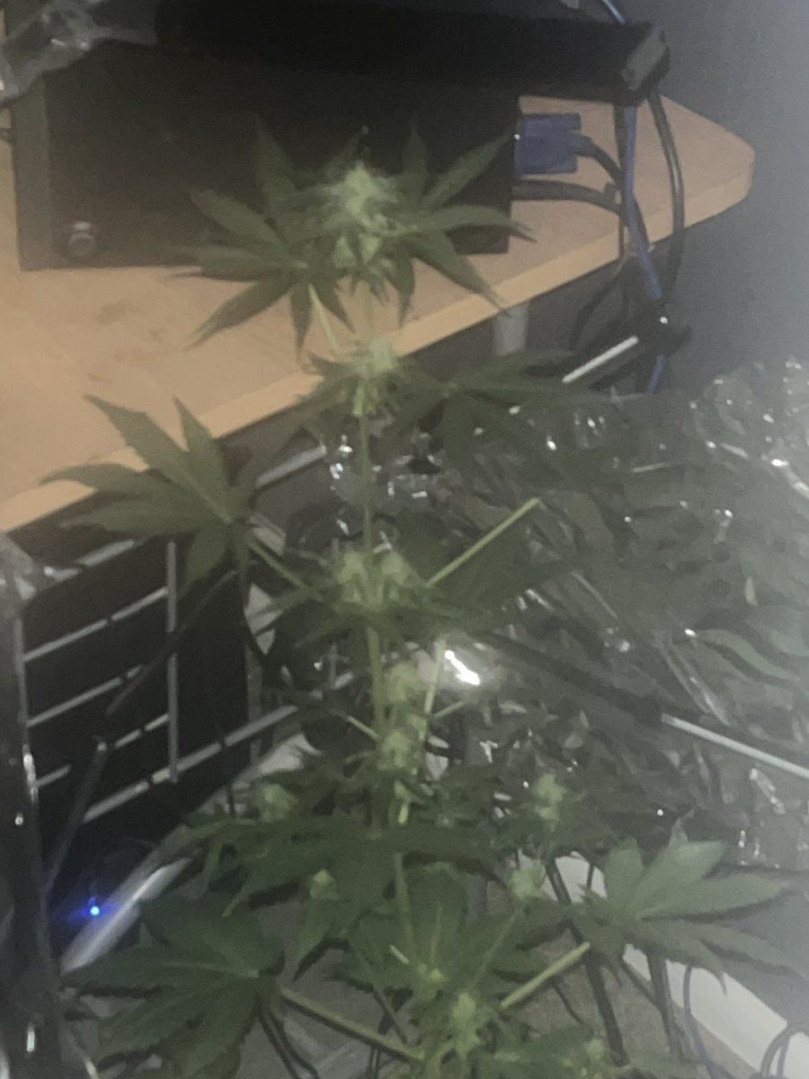 Auto gelato cake 9 weeks from seedwhen should i harvest it 3