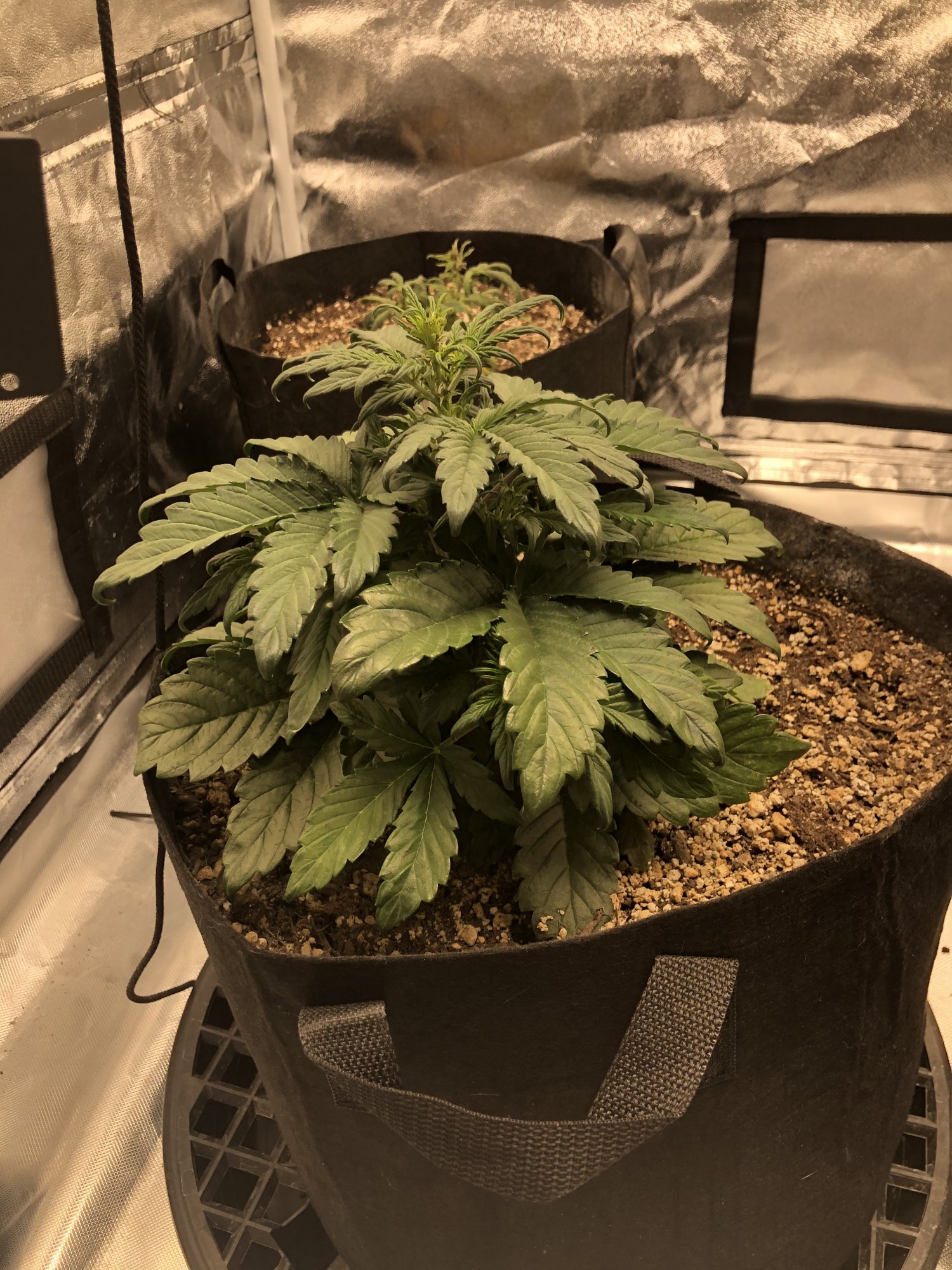 Auto grow   overwatering or nutrient issue