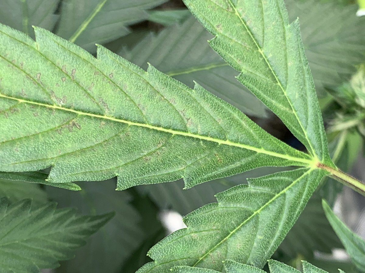 Auto in bloom showing spots on upper leaves 3