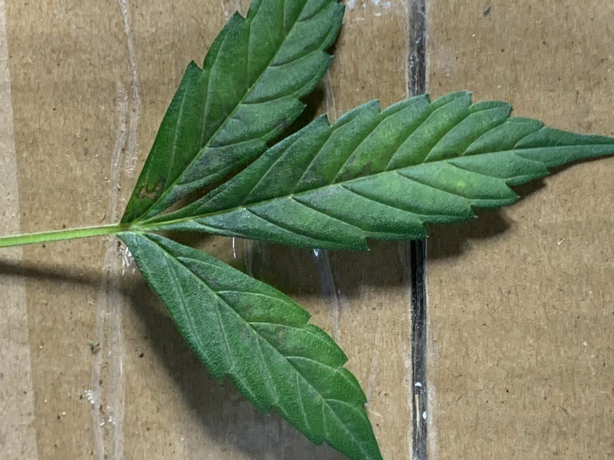 Auto in bloom showing spots on upper leaves
