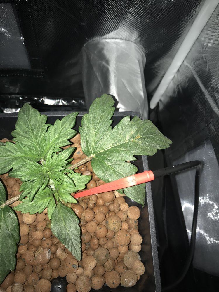 Auto in hydro drooping 3