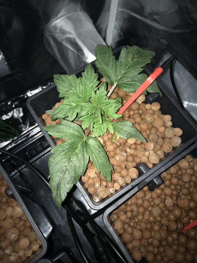 Auto in hydro drooping 4