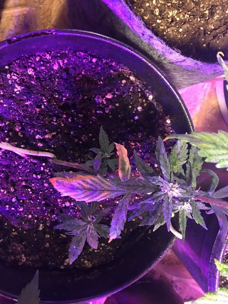 Auto leaves looking funky 3