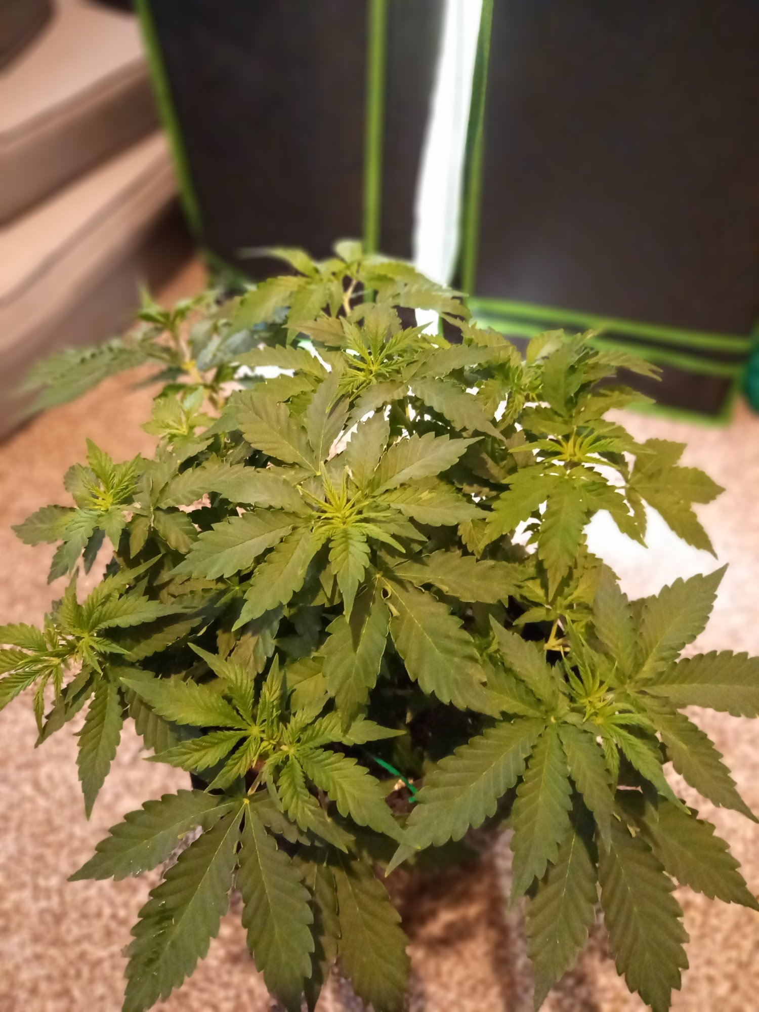 Auto mazar by bakery seed co first grow 3