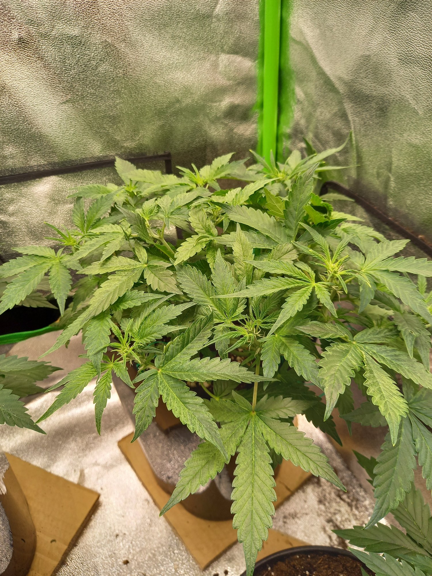 Auto mazar by bakery seed co first grow