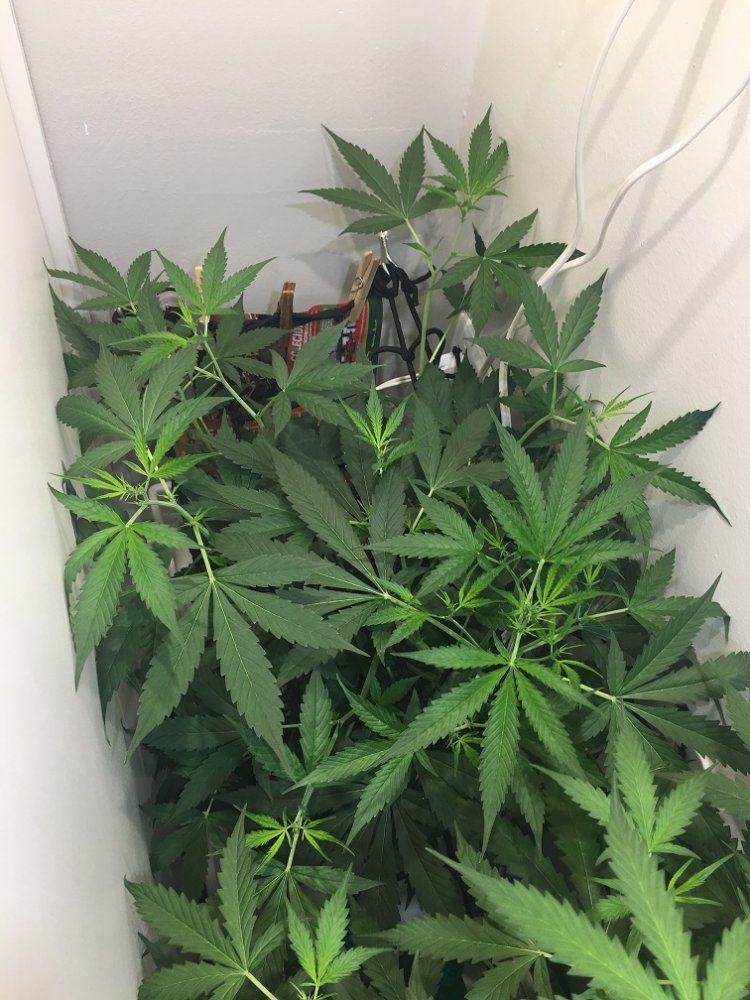 Auto not flowering   should i switch to 1212 3
