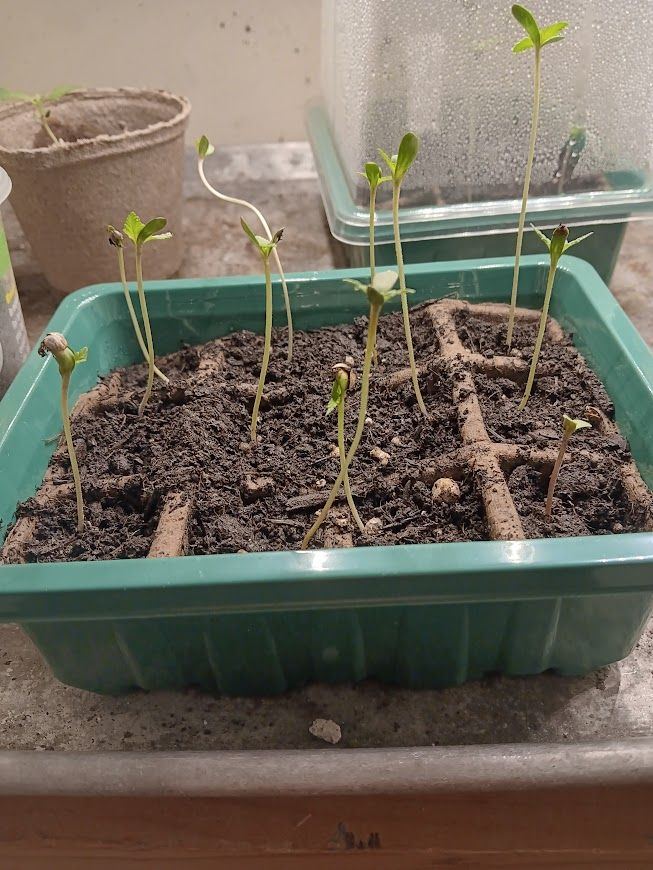 Auto seedlings  are long and stringy
