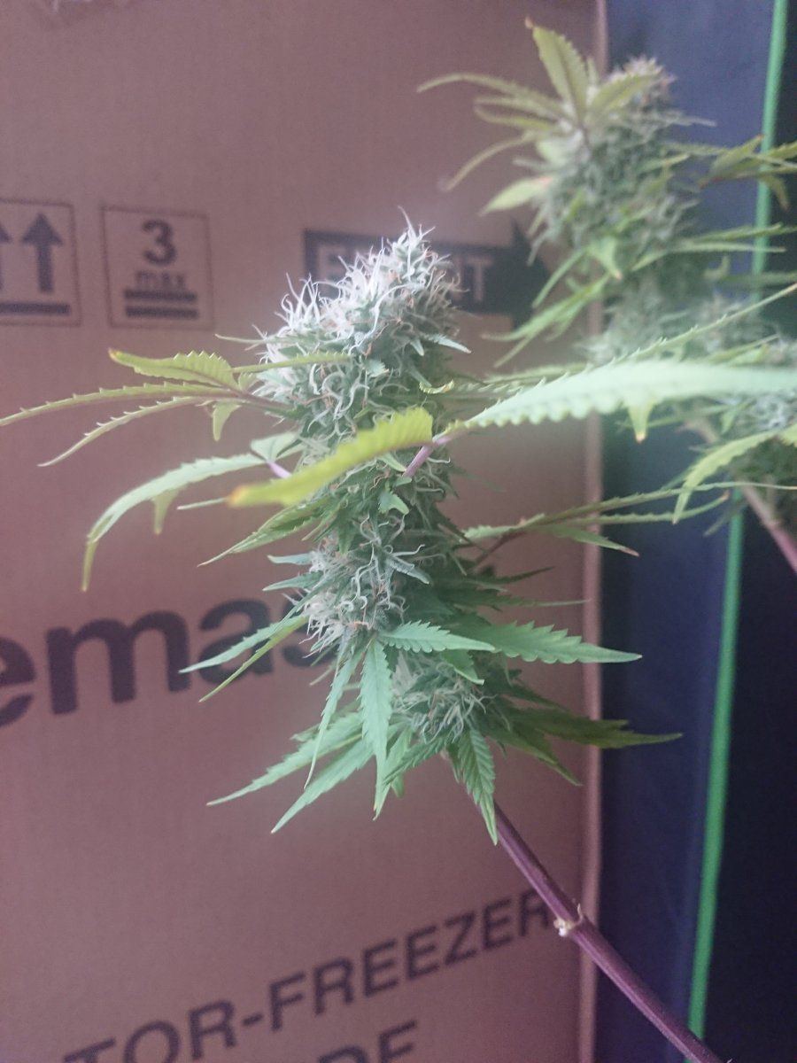 Auto soil recommendations for a beginnerplease 3