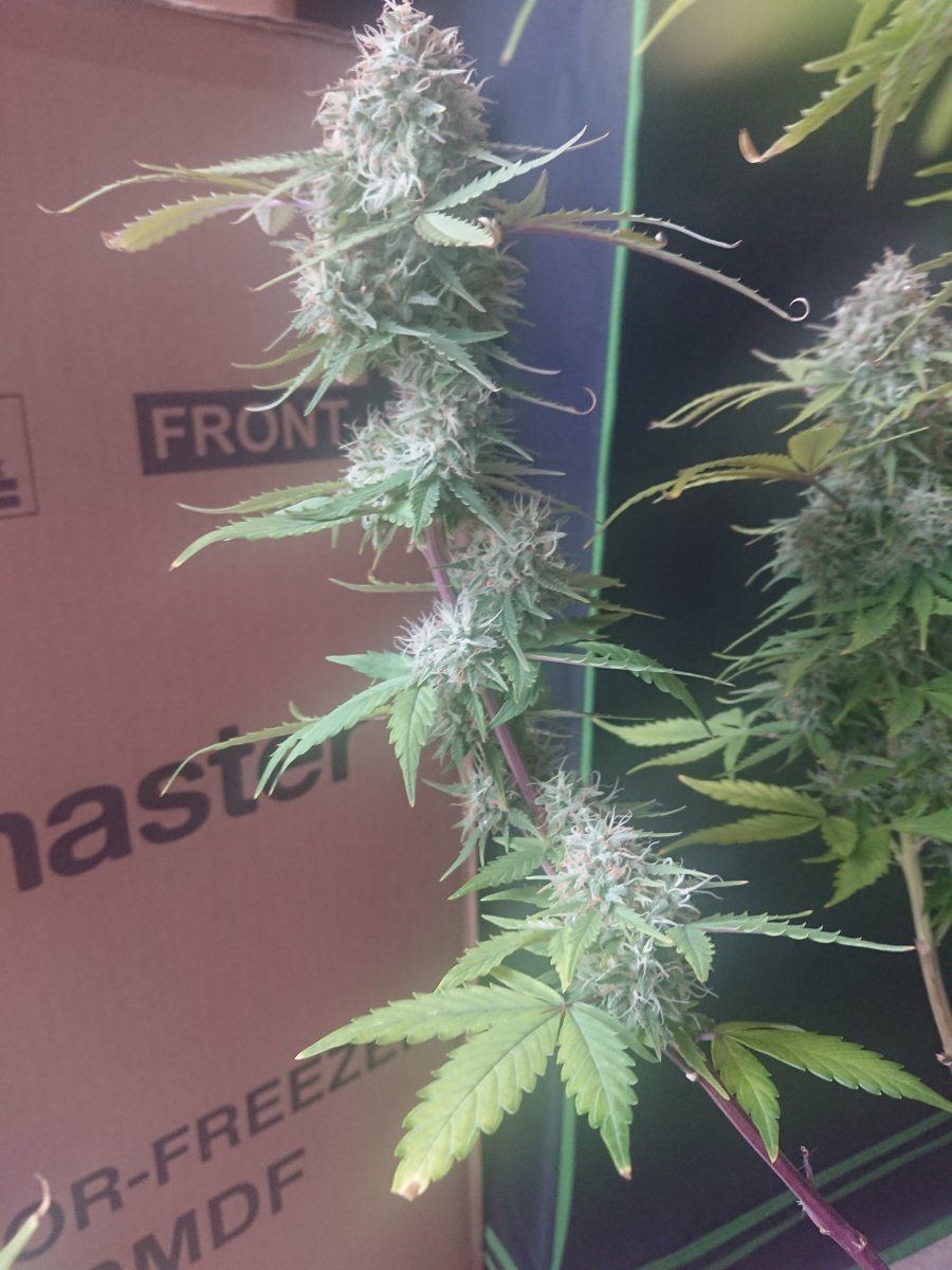 Auto soil recommendations for a beginnerplease 4