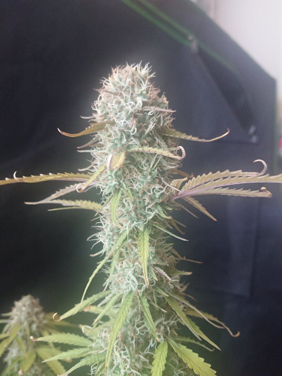 Auto soil recommendations for a beginnerplease 5