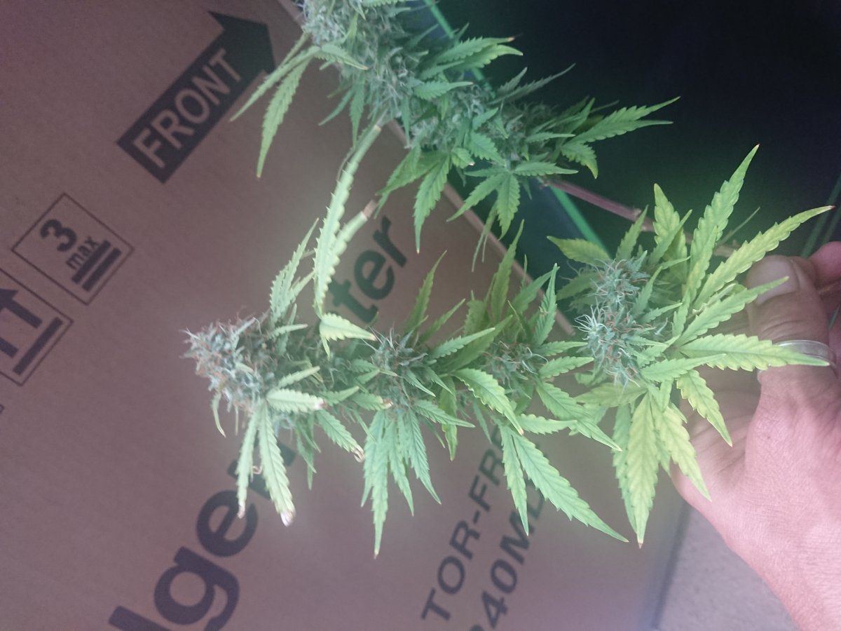 Auto soil recommendations for a beginnerplease 6