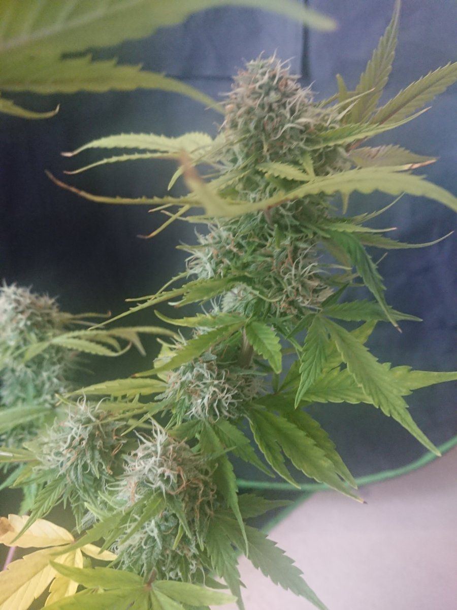 Auto soil recommendations for a beginnerplease 7