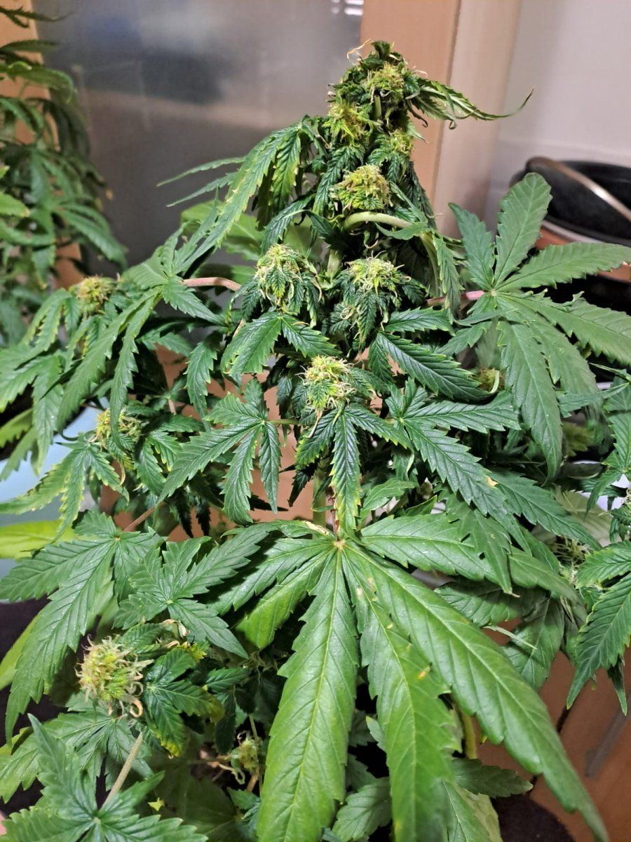Auto week 7 budding nicely but unhealthy leaves