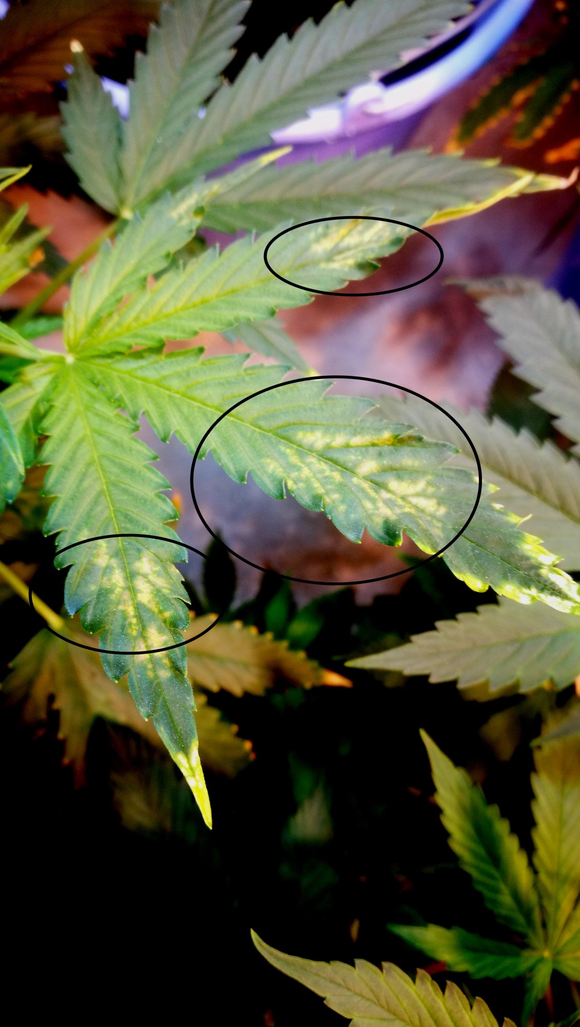 Auto  white spots on leaves