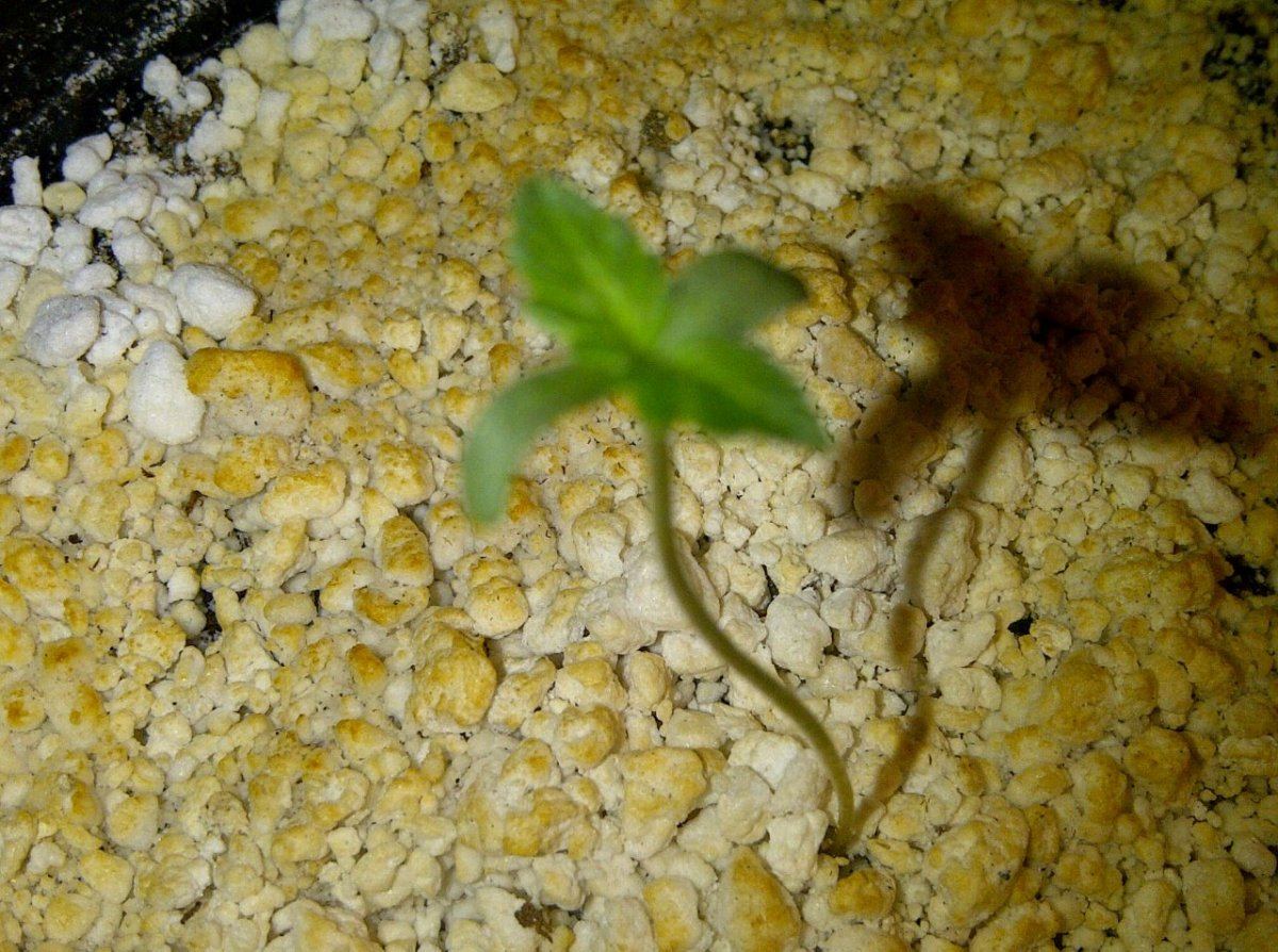 Auto white widow or critical hog