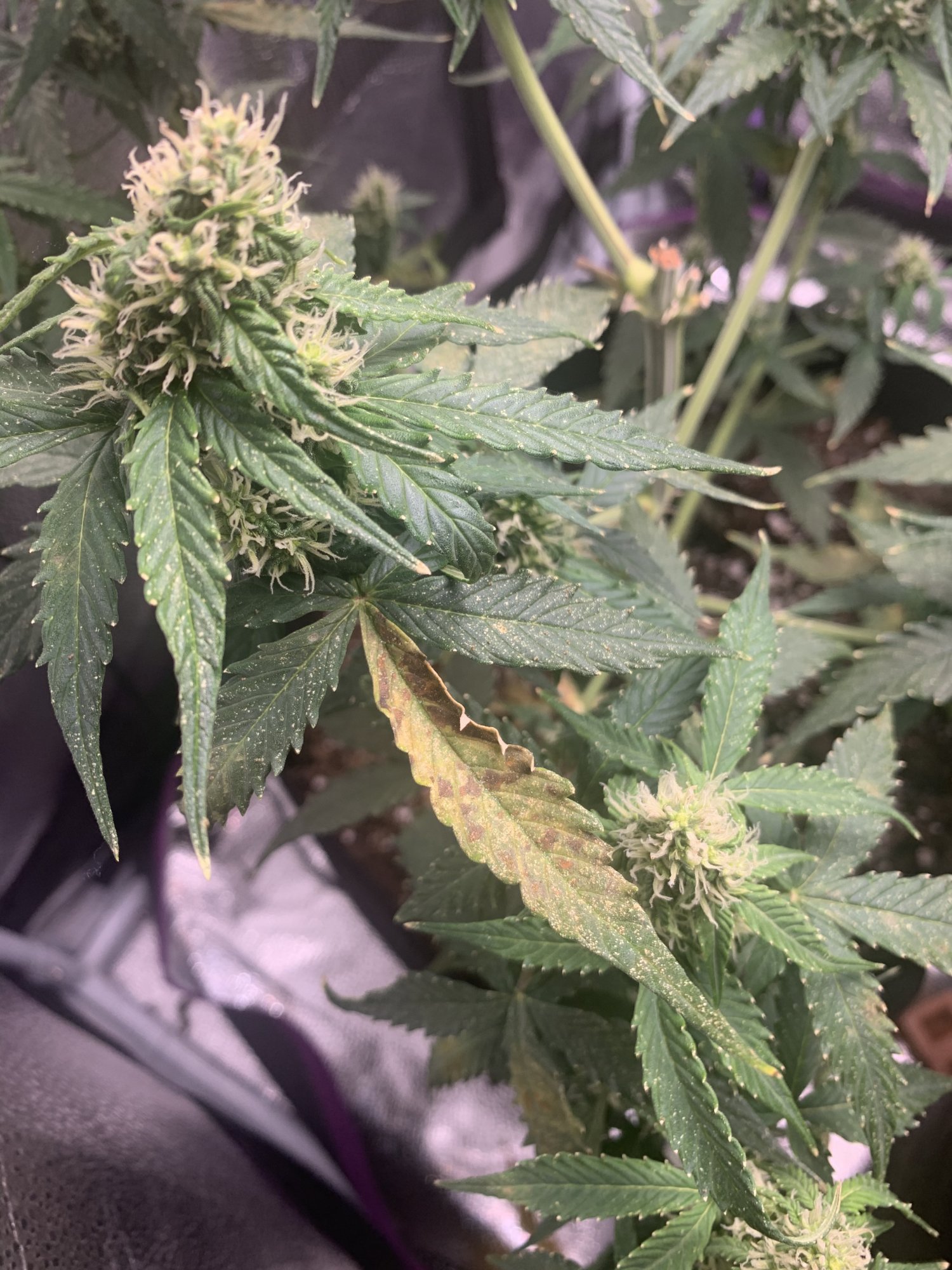 Autoflower dying leaves any advice 2