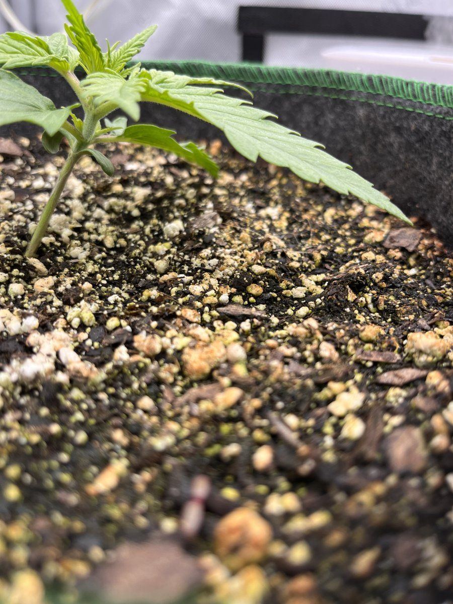 Autoflower help frosted cherry os 3
