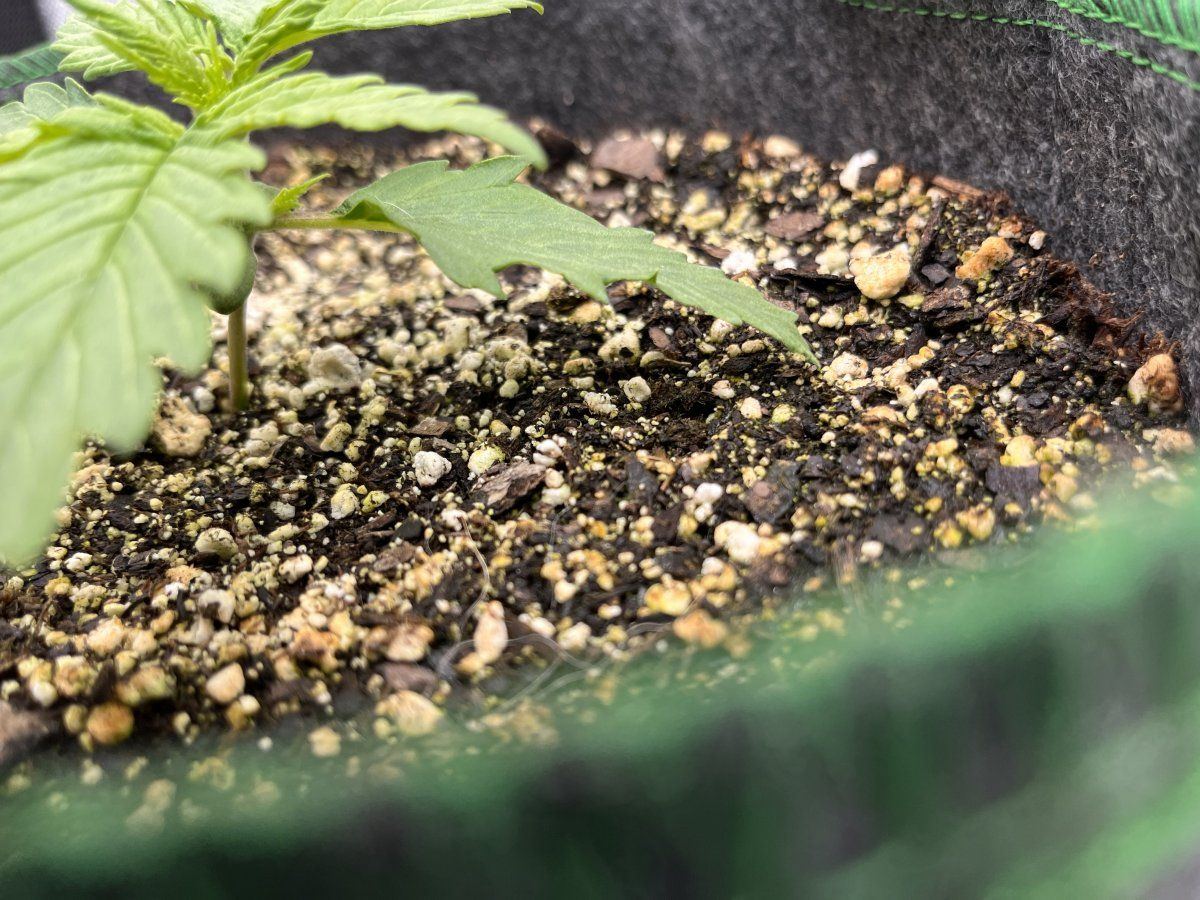 Autoflower help frosted cherry os 4