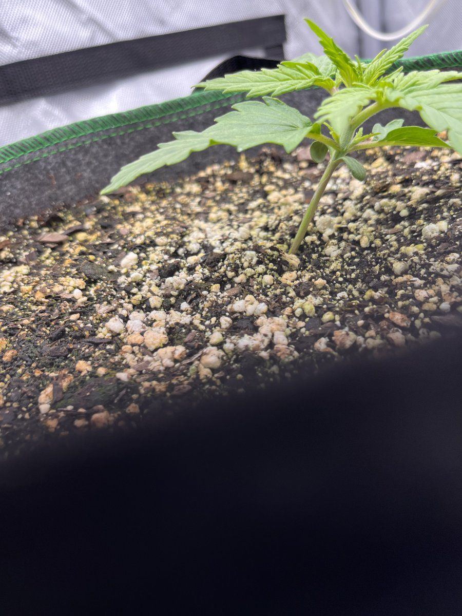 Autoflower help frosted cherry os 5