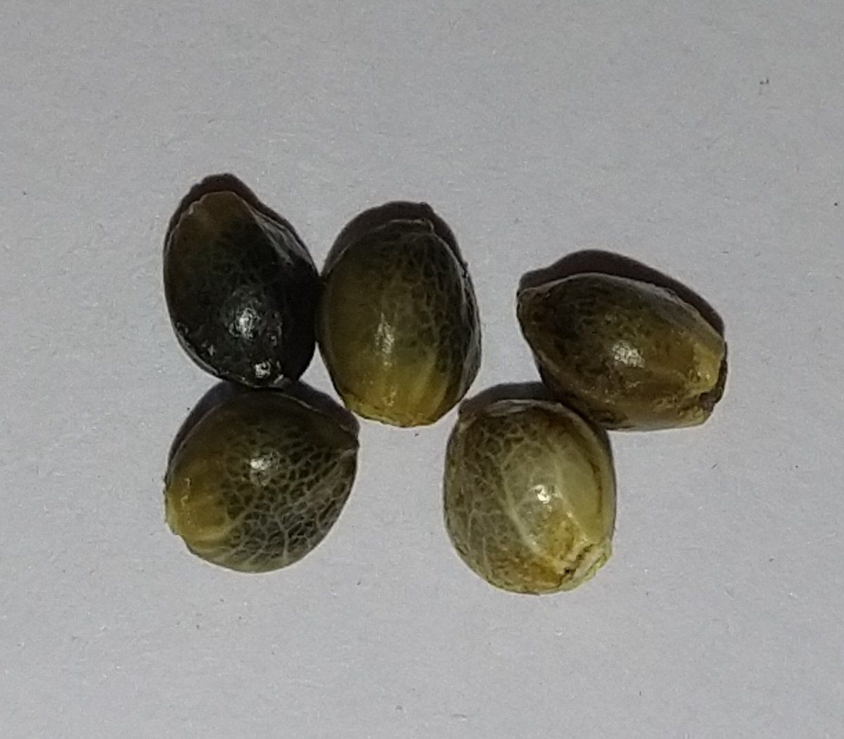 Autoflower seeds from feminized non hermaphroditic or pollinated plant