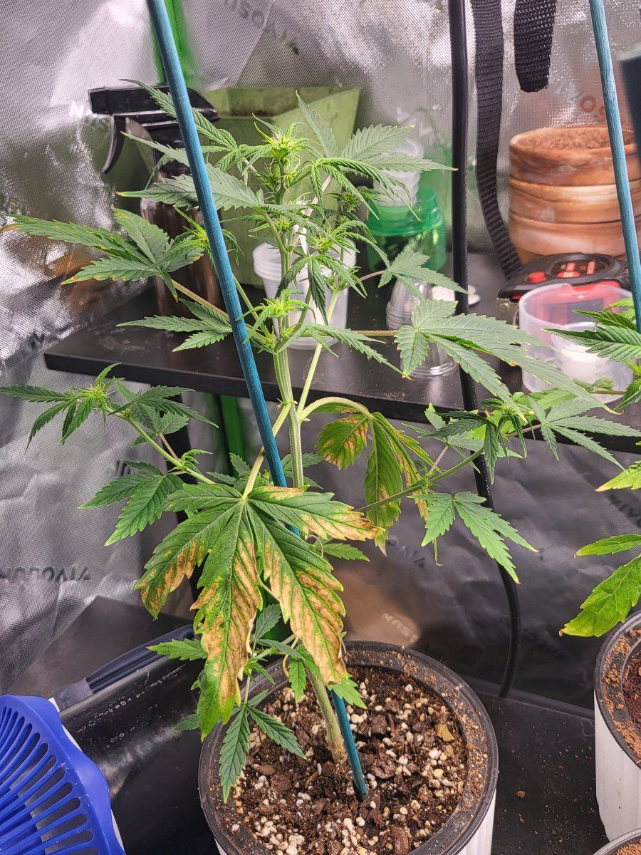 Autoflower white widow not growing as predicted 4