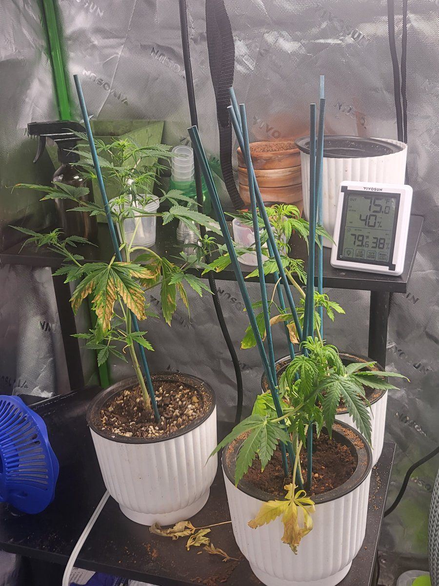 Autoflower white widow not growing as predicted