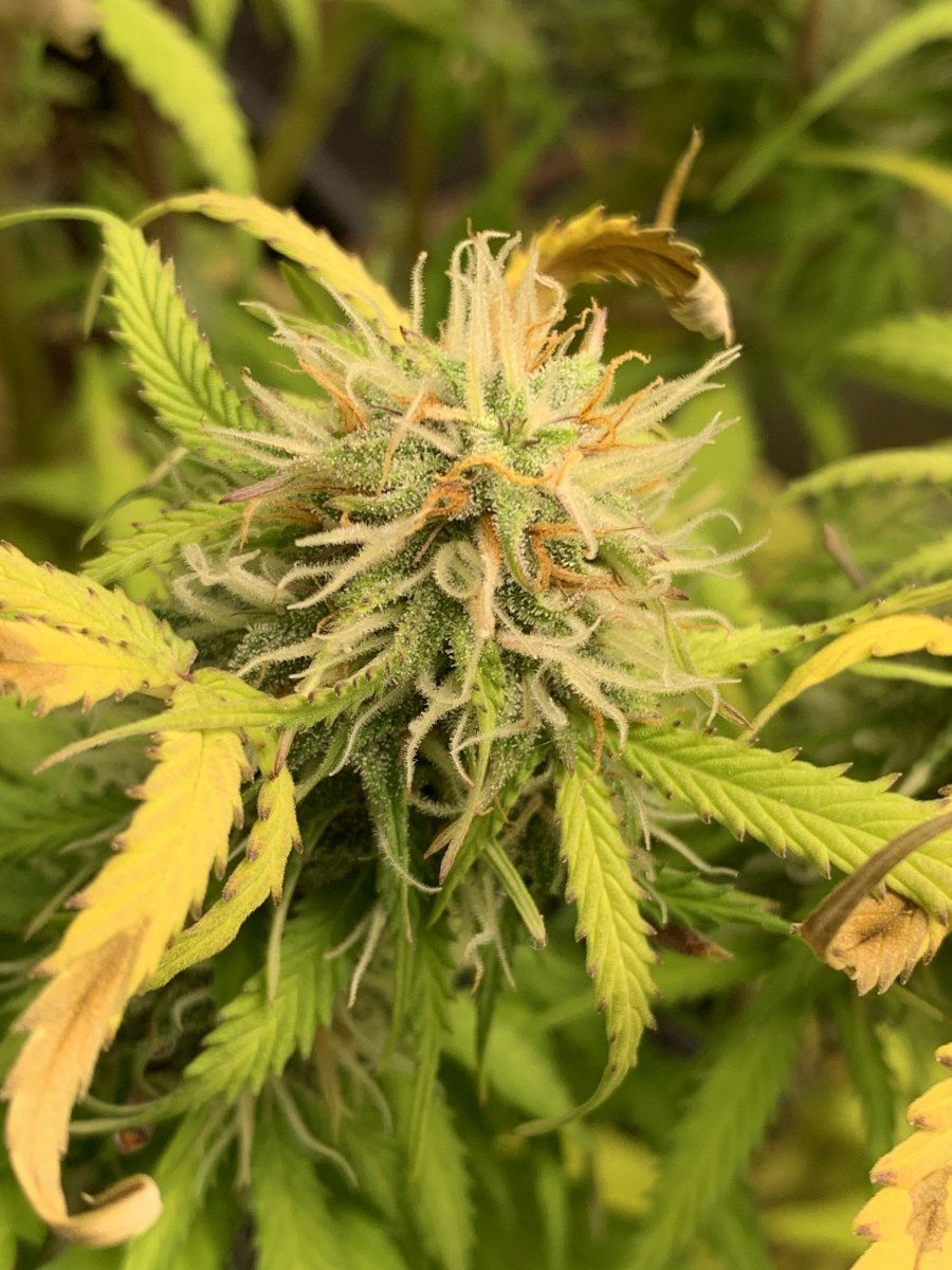Autoflower yield estimate + general condition - THCFarmer