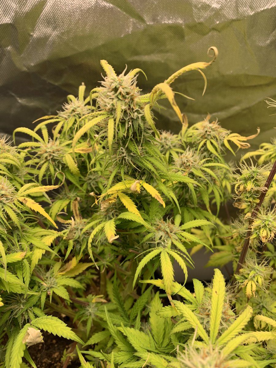 Autoflower yield estimate + general condition - THCFarmer