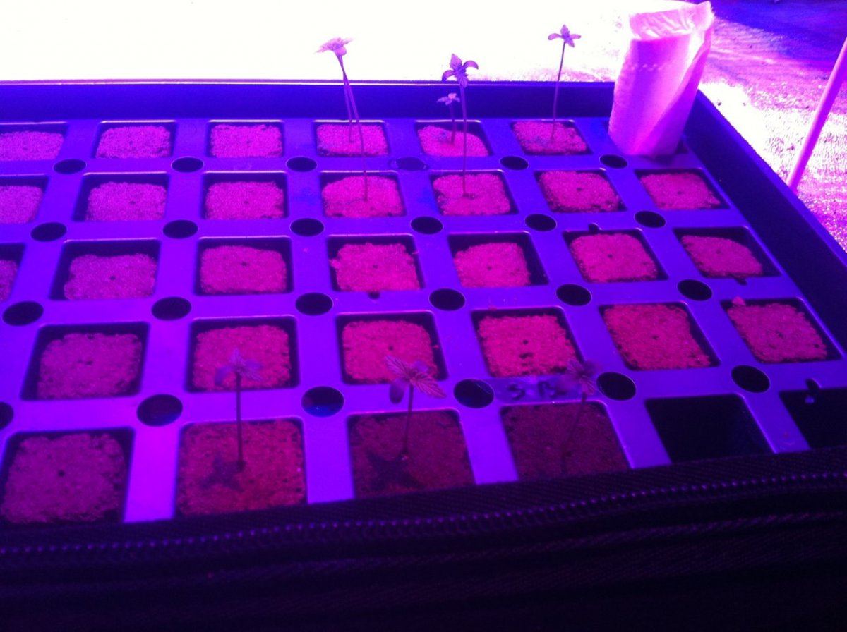 Autoflowers 037