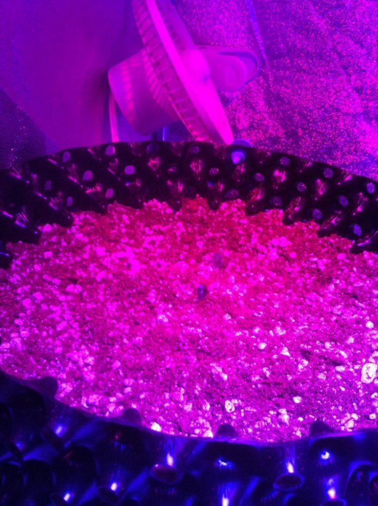 Autoflowers 039