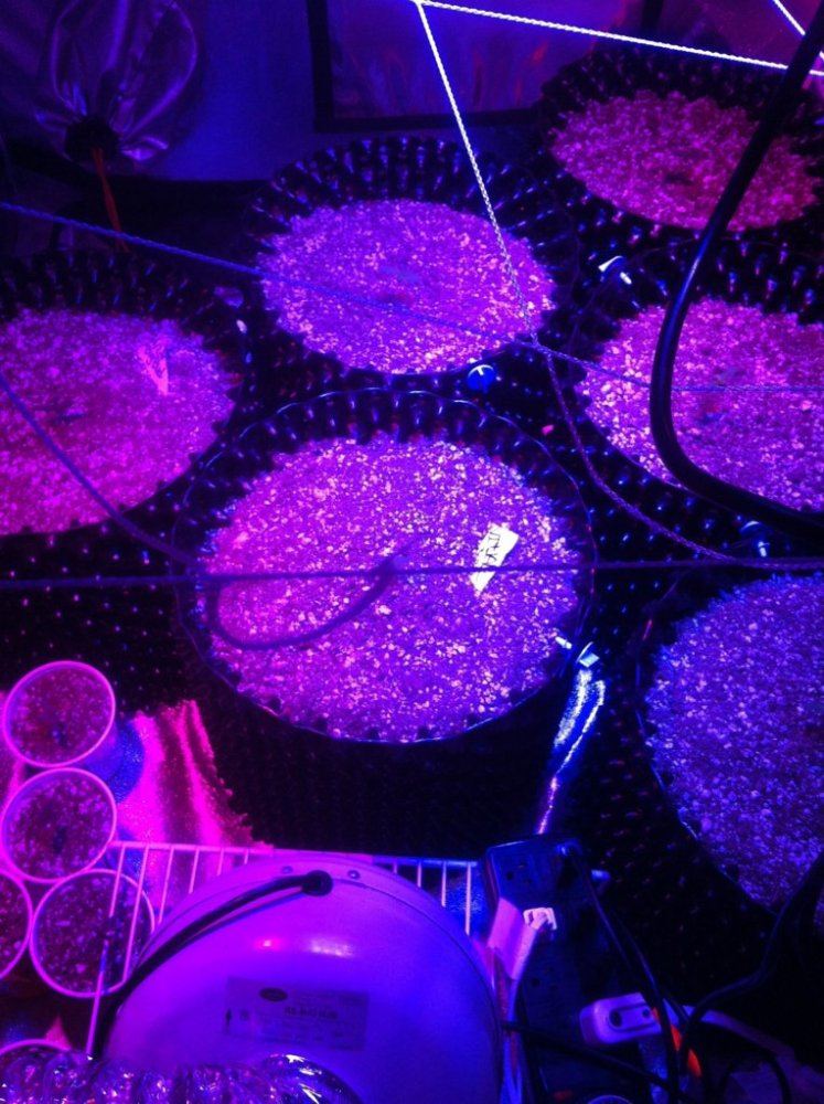 Autoflowers 053