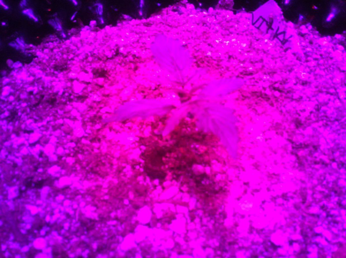 Autoflowers 066