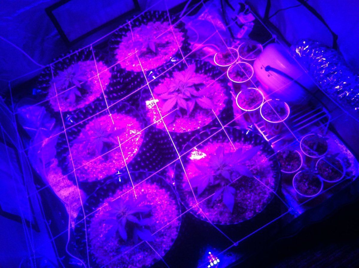Autoflowers 081