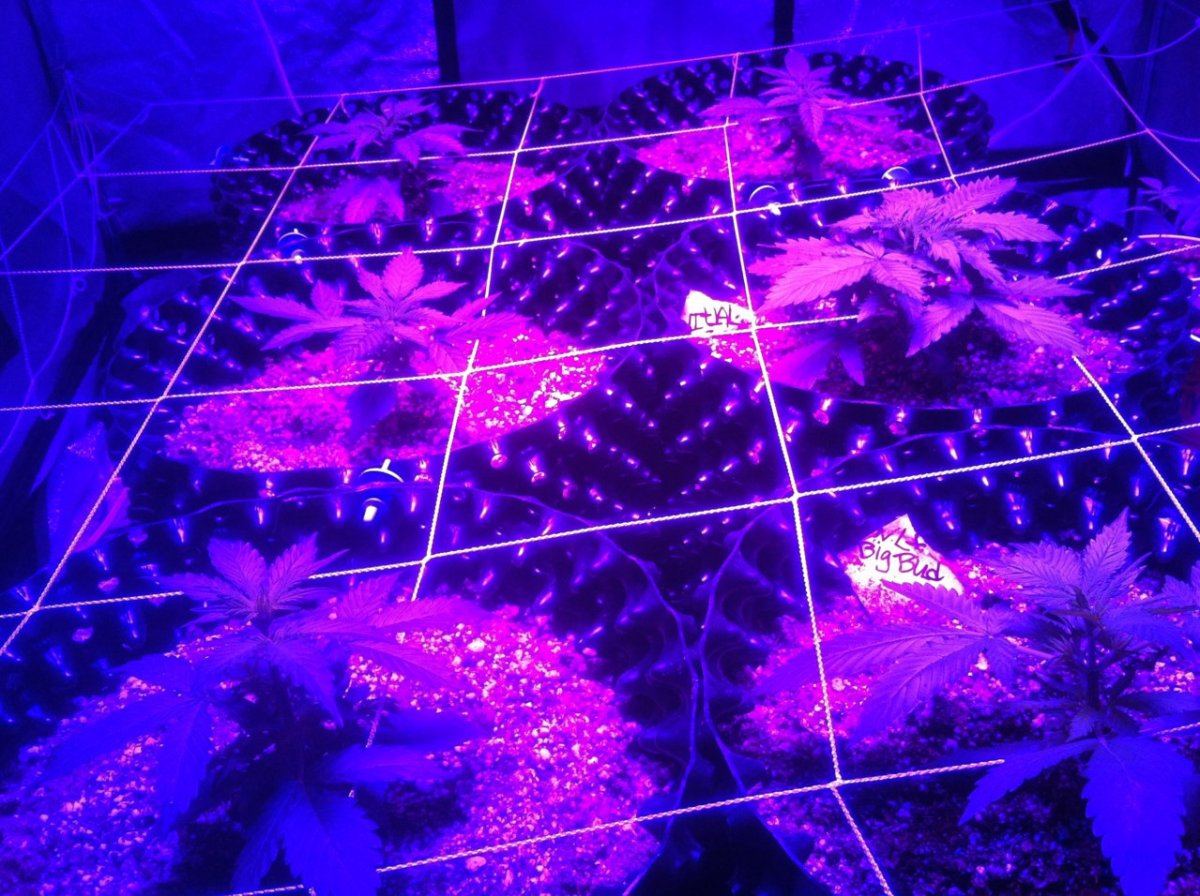 Autoflowers 083
