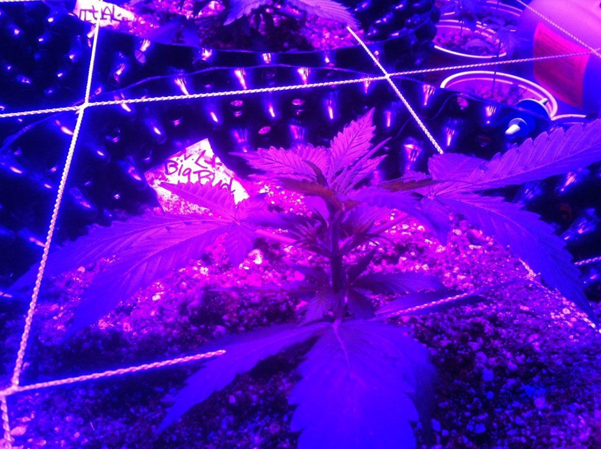 Autoflowers 084