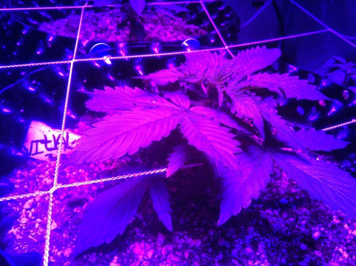 Autoflowers 085
