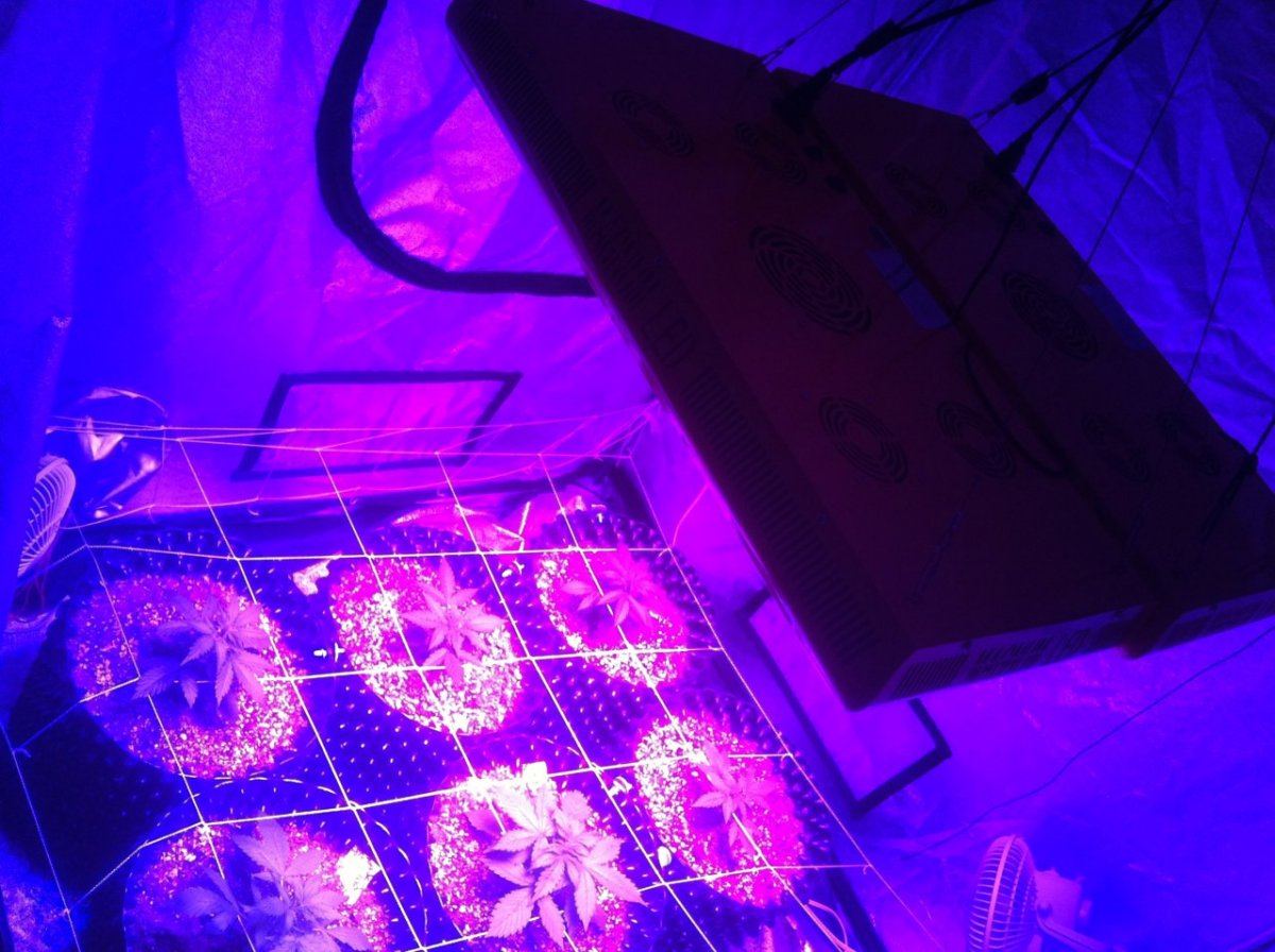Autoflowers 089