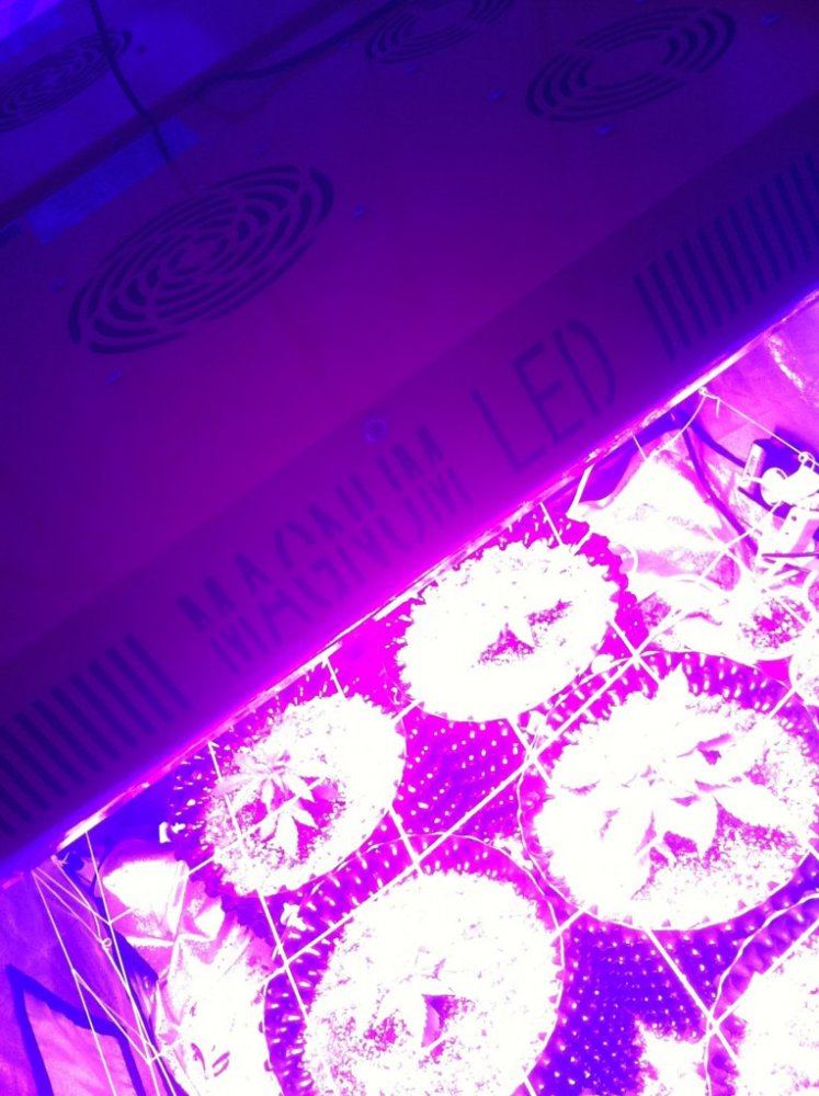 Autoflowers 090