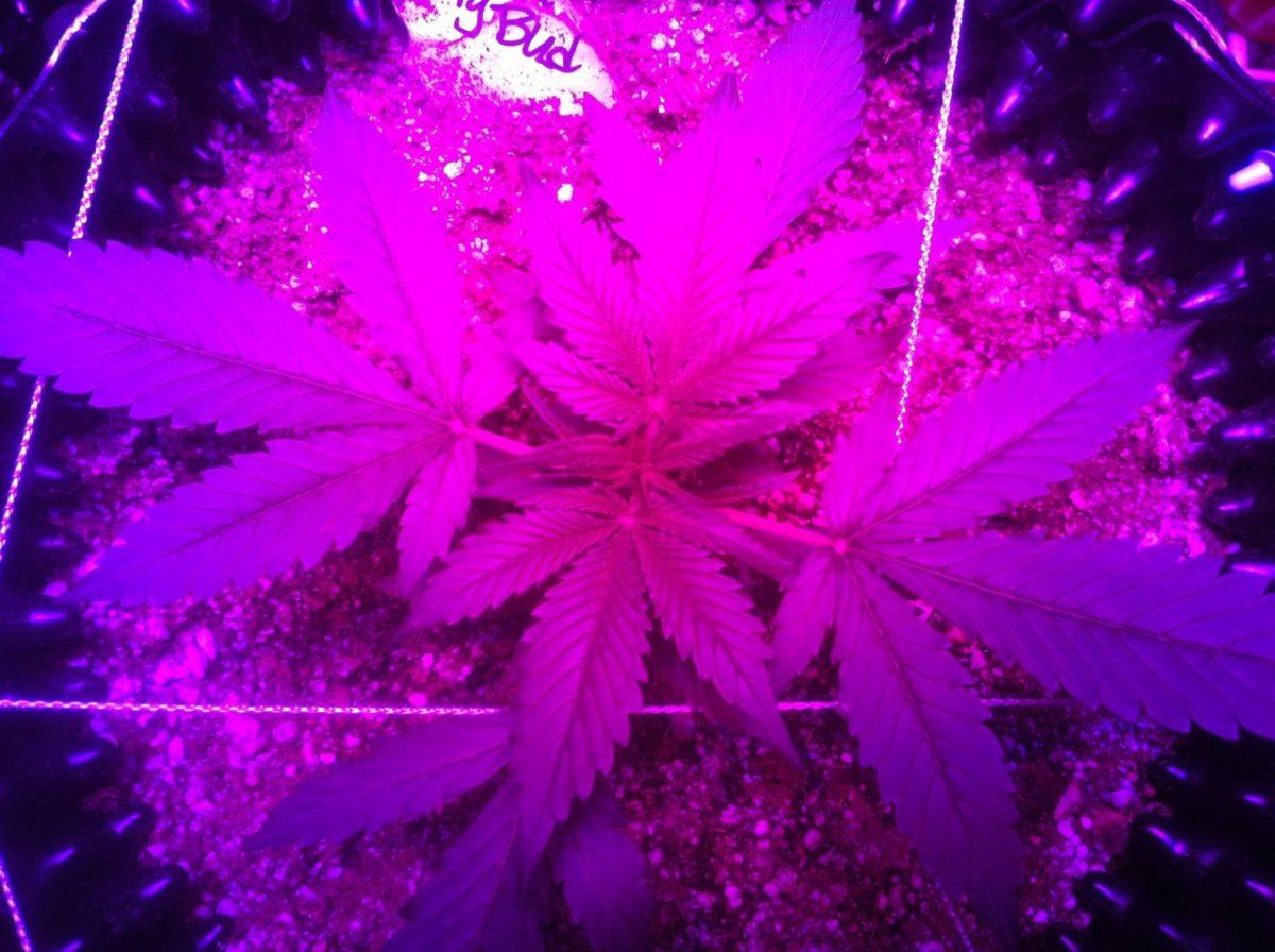 Autoflowers 092