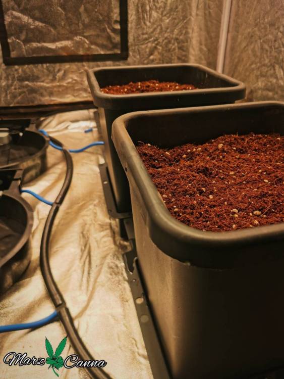 Autopots 