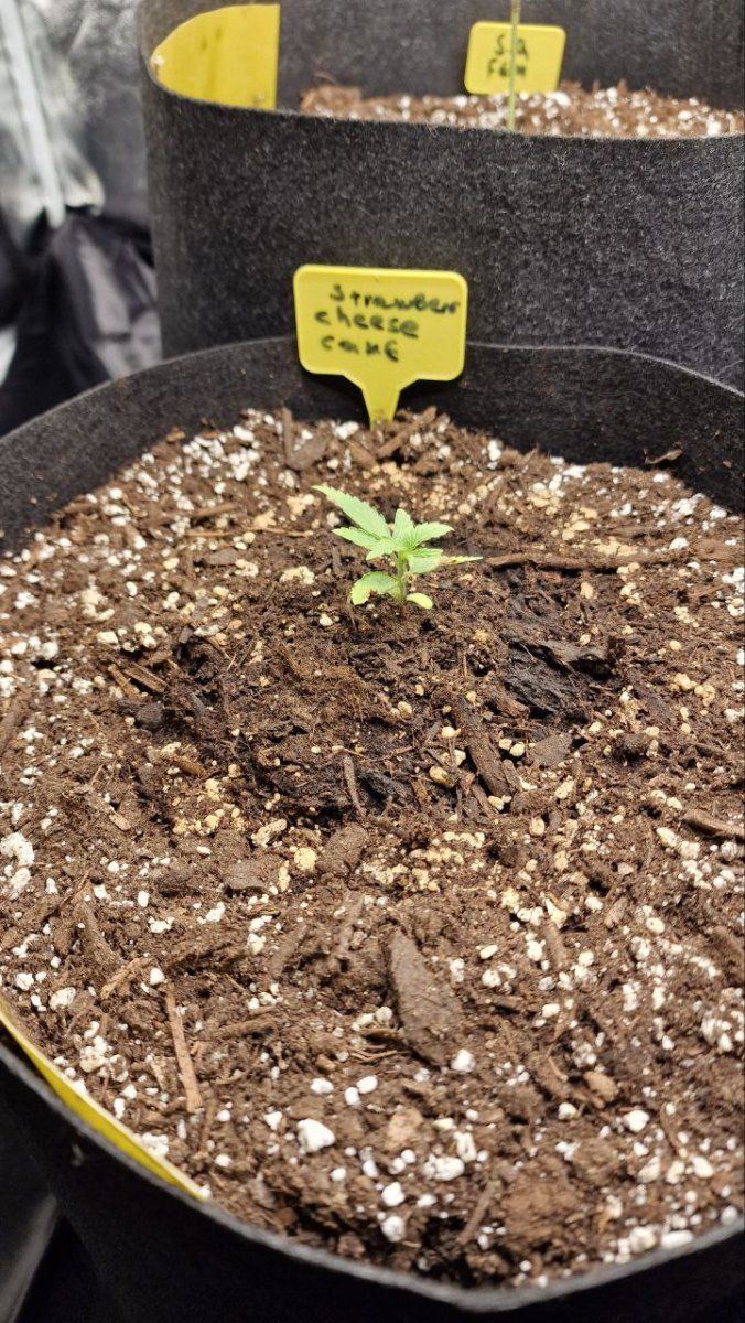 Autos not growing indoors soil advanced nutrients mars hydro fce3000 3