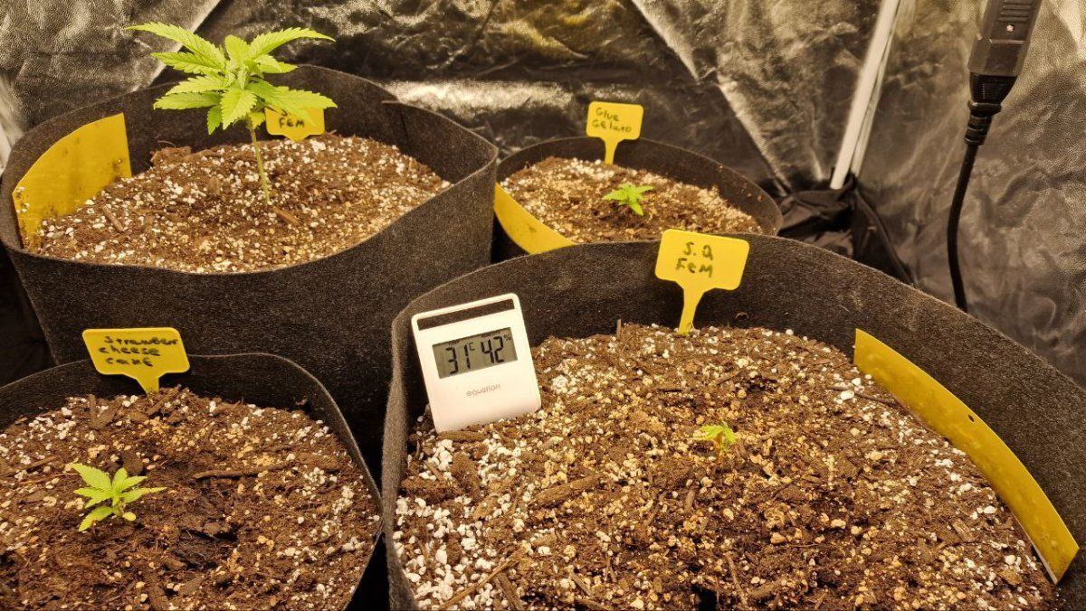 Autos not growing indoors soil advanced nutrients mars hydro fce3000