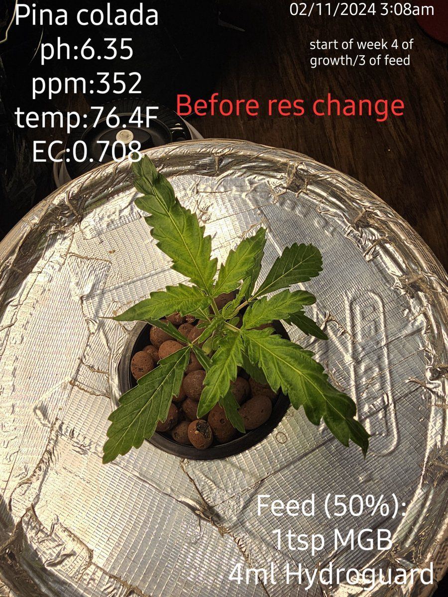 Autos week 4 of grow3 of feed are these readings okay 2
