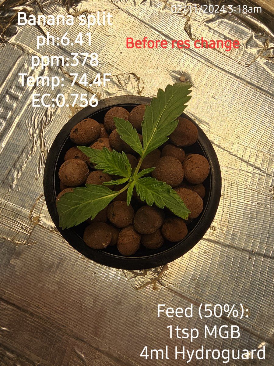 Autos week 4 of grow3 of feed are these readings okay