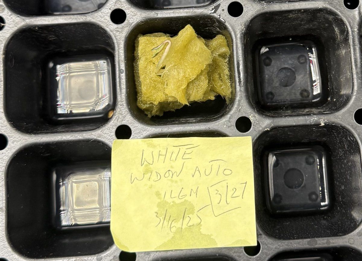 Autos  03 31 2025 01