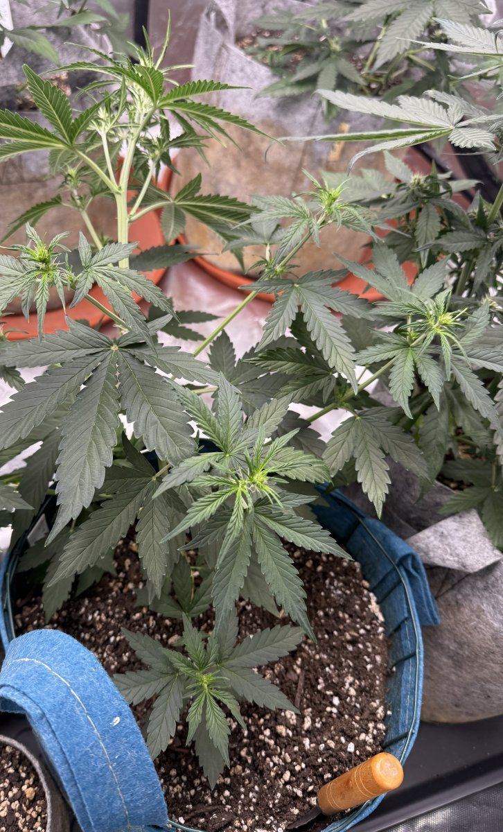 Autos  05 05 2025 01